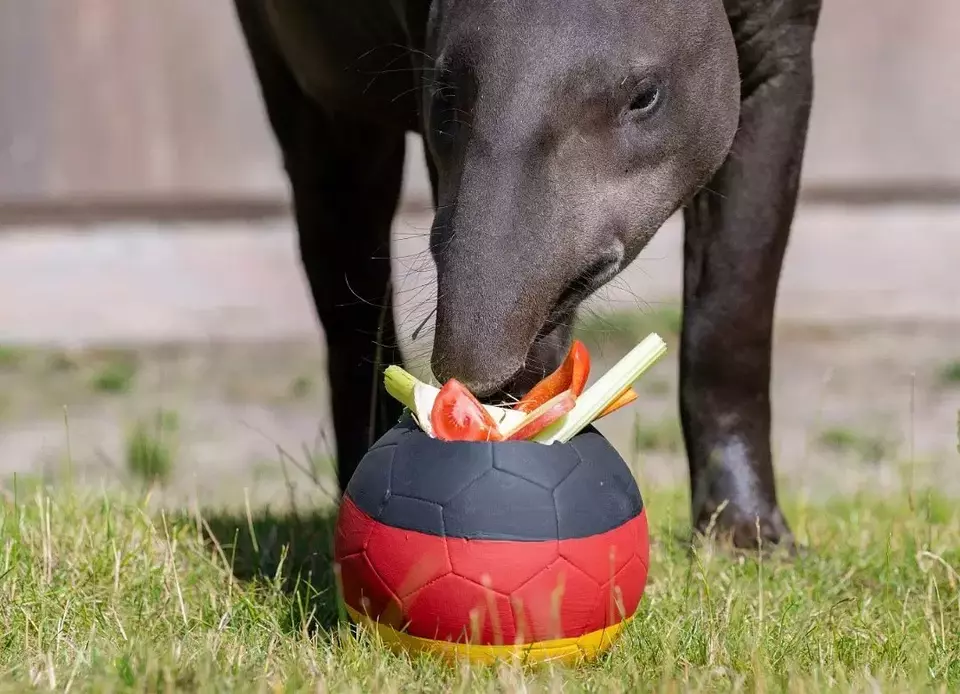 Theo si tapir saat meramalkan kemenangan Jerman atas Denmark di babak 16 besar Euro 2024. 